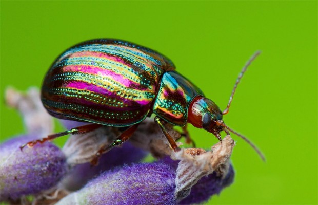 Photo of a Rosemary Beetle