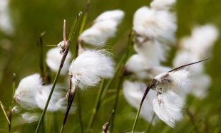 cottongrass