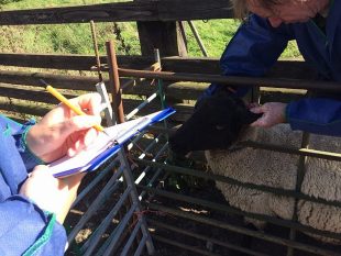 Defra visit to a sheep farm