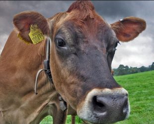 Jersey cow with identification tag in ear