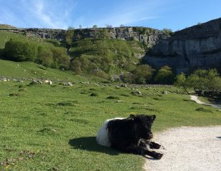 A tagged cow laying down in a field