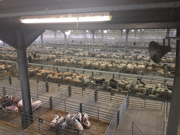 Pigs and sheep in Ashford Livestock Market in Kent