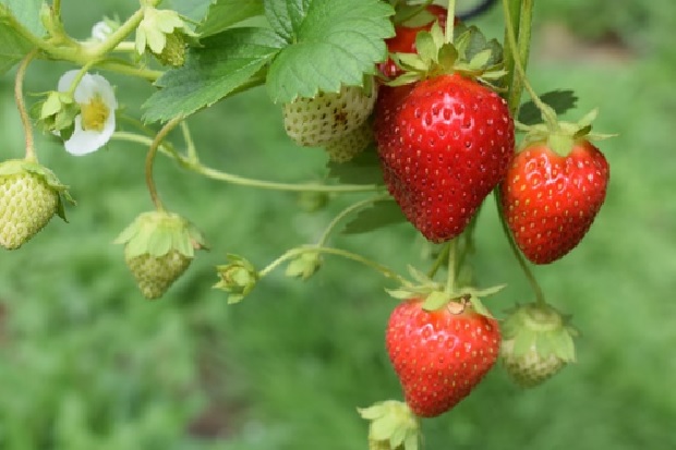 Ripe, red strawberries, still on the plant.