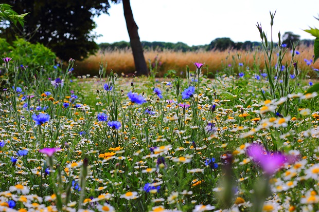 A brightly coloured wildflower meadow. It’s full of grass, daisies and other wildflowers in many different shapes, sizes and colours. In the background there's a path, trees and another meadow.  