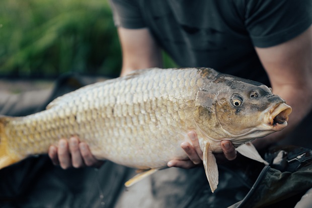 A person holding a large carp in both hands.