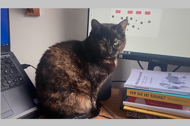 A cat sat on a desk, next to a computer, with a pile of books also on the desk