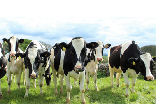 A group of cows in a field