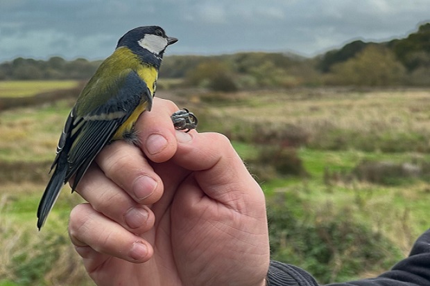 Bluetit sat on a person's hand