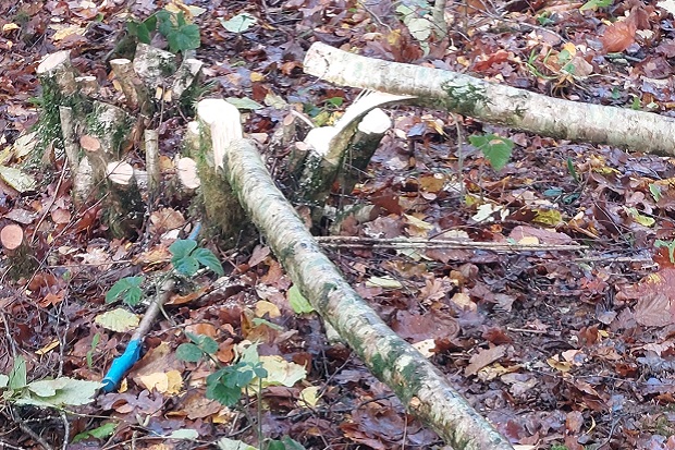 photo of trees that have been cut