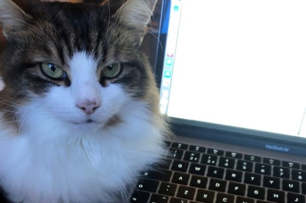 brown and white cat sat next to a computer