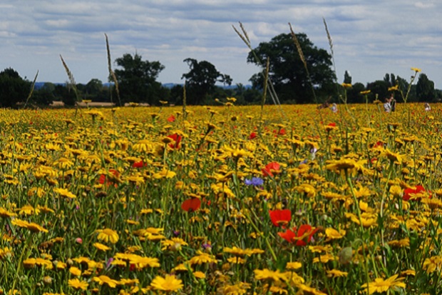 A field of wild flowers, mainly yellow in colour but some reds and violets, with some corn also visible, and trees and blue sky in the background.