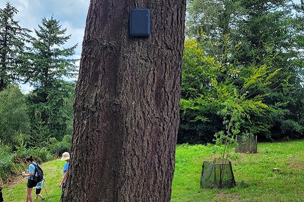 A tree with a small black monitor box attached to the trunk.
