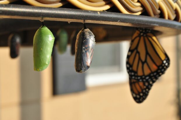 A butterfly emerging from a chrysalis