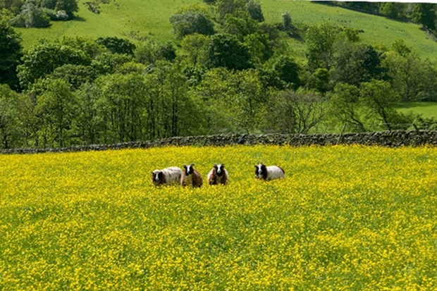 Sheep in a field of yellow flowers and trees behind them.